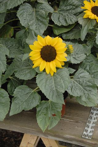 Foto de variedad de flores para ser usadas como: Maceta y planta de temporada Helianthus annuus Miss Sunshine compatto