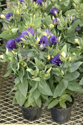 Foto de variedad de flores para ser usadas como: Maceta Lisianthus F.1 Carmen Blu