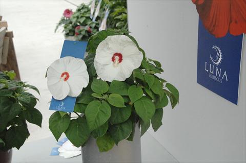 Foto de variedad de flores para ser usadas como: Maceta y planta de temporada Hibiscus moscheutos Luna Mix