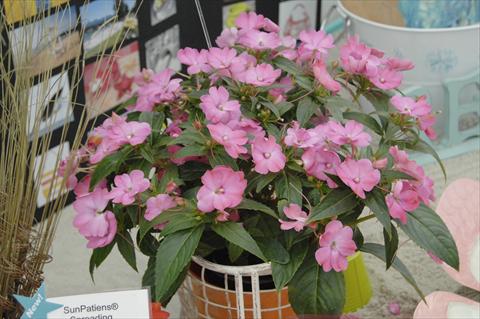 Foto de variedad de flores para ser usadas como: Maceta y planta de temporada Impatiens N. Guinea Sunpatiens® Vigorous Pink