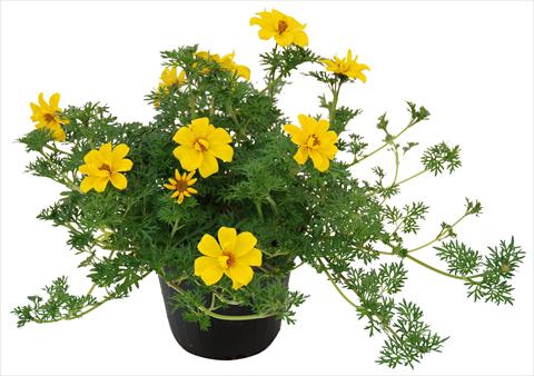 Foto de variedad de flores para ser usadas como: Maceta y planta de temporada Bidens ferulifolia Flair