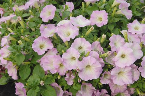 Foto de variedad de flores para ser usadas como: Maceta, patio, Tarrina de colgar Petunia Veranda® Pink Blush