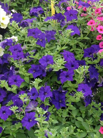 Foto de variedad de flores para ser usadas como: Maceta, patio, Tarrina de colgar Petunia Veranda® Blu