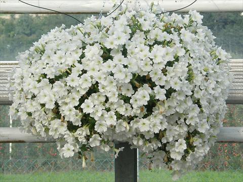 Foto de variedad de flores para ser usadas como: Maceta, patio, Tarrina de colgar Petunia Veranda® Bianco