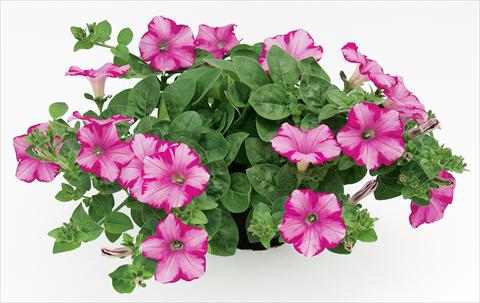 Foto de variedad de flores para ser usadas como: Maceta, patio, Tarrina de colgar Petunia Raspberry Blast
