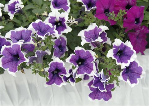 Foto de variedad de flores para ser usadas como: Maceta, patio, Tarrina de colgar Petunia pendula Cascadias® Violet Skirt