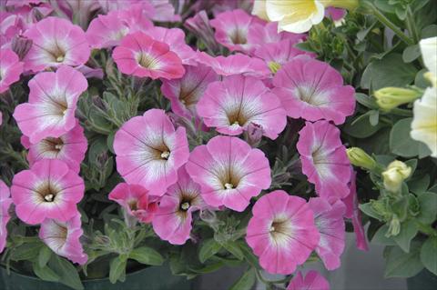 Foto de variedad de flores para ser usadas como: Maceta, patio, Tarrina de colgar Petunia pendula Cascadias® Mashmallow Pink