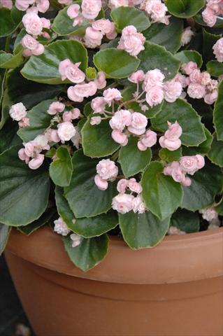 Foto de variedad de flores para ser usadas como: Maceta y planta de temporada Begonia semperflorens Paso Doble Candy Pink