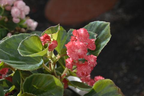 Foto de variedad de flores para ser usadas como: Maceta y planta de temporada Begonia semperflorens Paso Doble Cherry Red