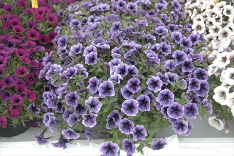 Foto de variedad de flores para ser usadas como: Maceta, patio, Tarrina de colgar Petunia Littletunia Blu Vein