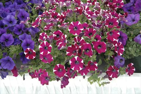 Foto de variedad de flores para ser usadas como: Maceta, patio, Tarrina de colgar Petunia pendula Cascadias® Cabernet
