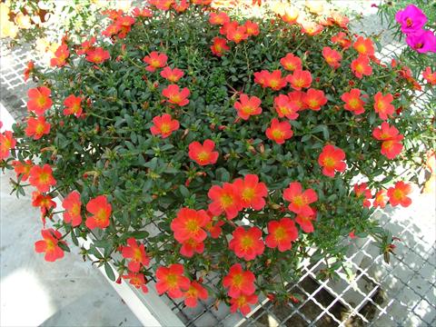Foto de variedad de flores para ser usadas como: Maceta y planta de temporada Portulaca Amica Scarlet