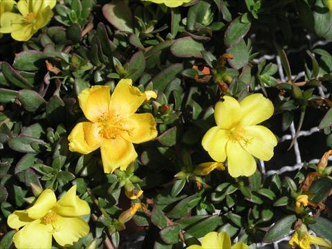 Foto de variedad de flores para ser usadas como: Maceta y planta de temporada Portulaca Amica Yellow