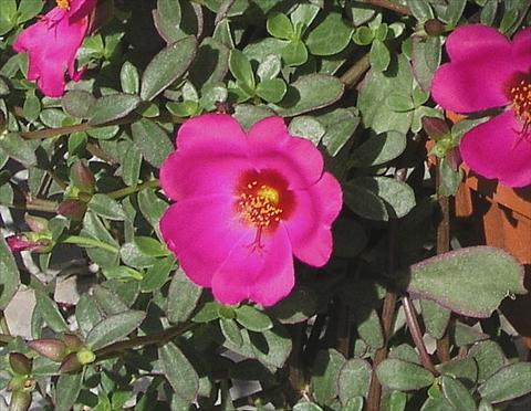 Foto de variedad de flores para ser usadas como: Maceta y planta de temporada Portulaca Amica Rose with eye