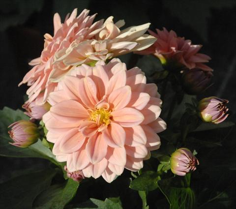 Foto de variedad de flores para ser usadas como: Maceta y planta de temporada Dahlia Dahlietta Lily pesca