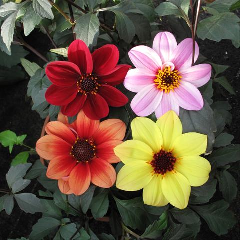 Foto de variedad de flores para ser usadas como: Maceta y planta de temporada Dahlia Mix a foglia scura