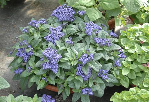 Foto de variedad de flores para ser usadas como: Maceta y planta de temporada Heliotropium arborescens Marine Blue