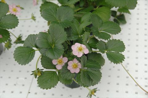 Foto de variedad de flores para ser usadas como: Maceta y planta de temporada Fragaria Fragola da basket Tutù