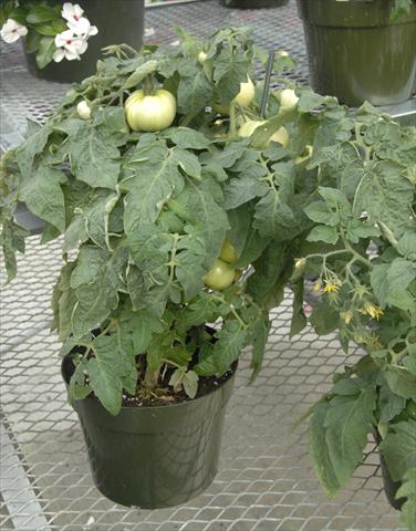 Foto de variedad de flores para ser usadas como: Maceta y planta de temporada Solanum lycopersicum (pomodoro) Megabite
