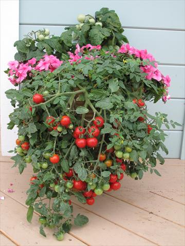 Foto de variedad de flores para ser usadas como: Maceta y planta de temporada Solanum lycopersicum (pomodoro) Tumbling Red