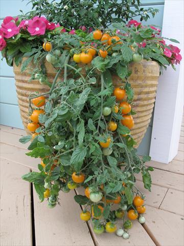 Foto de variedad de flores para ser usadas como: Maceta y planta de temporada Solanum lycopersicum (pomodoro) Tumbling Yellow