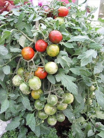 Foto de variedad de flores para ser usadas como: Maceta y planta de temporada Solanum lycopersicum (pomodoro) Tumbling Tiger