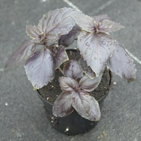 Foto de variedad de flores para ser usadas como: Maceta y planta de temporada Ocimum basilicum Rosso