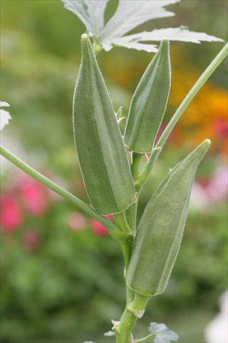Foto de variedad de flores para ser usadas como: Maceta y planta de temporada Abelmoschus esculentus Okra Green Fingers