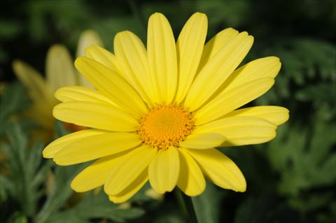 Foto de variedad de flores para ser usadas como: Maceta y planta de temporada Argyranthemum PLA Yellow Empire