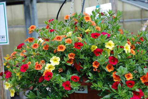 Foto de variedad de flores para ser usadas como: Maceta, planta de temporada, patio Calibrachoa Superbells XXX