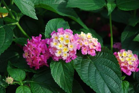 Foto de variedad de flores para ser usadas como: Maceta y planta de temporada Lantana camara Top Calippo Pink Passion