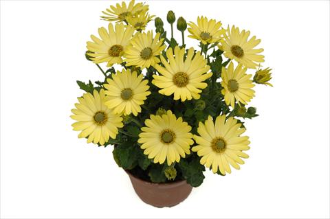 Foto de variedad de flores para ser usadas como: Maceta y planta de temporada Osteospermum Springstar Big Yellow