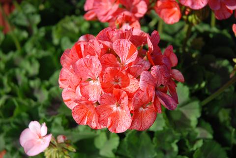 Foto de variedad de flores para ser usadas como: Maceta Pelargonium zonale Gen® FlicFlac Red