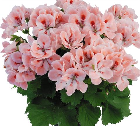 Foto de variedad de flores para ser usadas como: Maceta Pelargonium grandiflorum Top Rosmarie