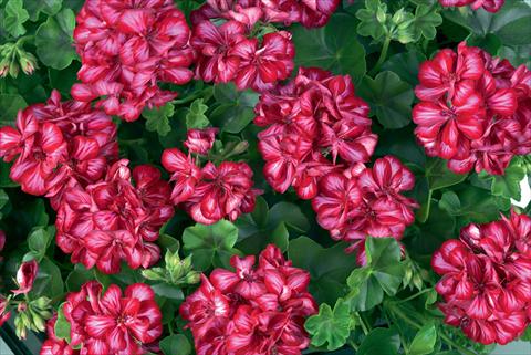Foto de variedad de flores para ser usadas como: Maceta Pelargonium peltatum Gen® Lollipop Cherry