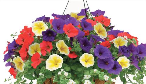 Foto de variedad de flores para ser usadas como: Maceta, patio, Tarrina de colgar Petunia PW Veranda XXX