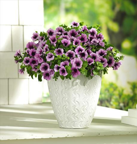 Foto de variedad de flores para ser usadas como: Maceta, patio, Tarrina de colgar Petunia PW Bordeaux