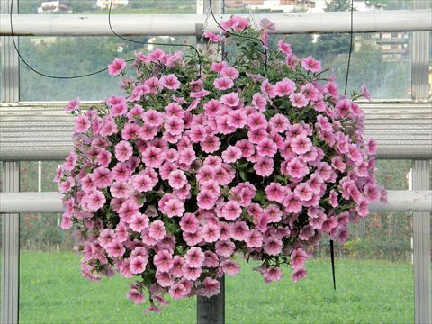 Foto de variedad de flores para ser usadas como: Maceta, patio, Tarrina de colgar Petunia Veranda® Rose Vein