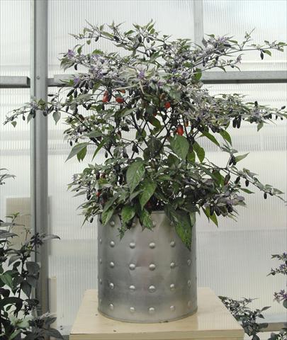 Foto de variedad de flores para ser usadas como: Maceta y planta de temporada Capsicum annuum Hot Purple