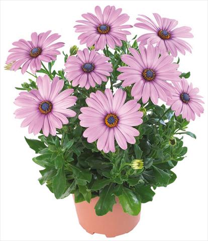 Foto de variedad de flores para ser usadas como: Maceta y planta de temporada Osteospermum Margarita Nano® Dark Lilac