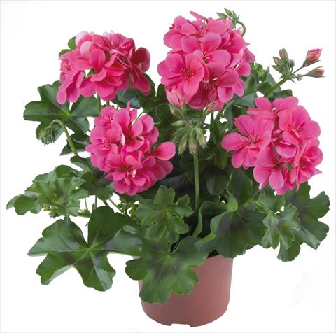 Foto de variedad de flores para ser usadas como: Patio, Maceta Pelargonium peltatum Dancing Idols® Candy
