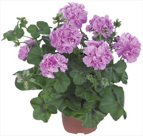 Foto de variedad de flores para ser usadas como: Patio, Maceta Pelargonium peltatum Dancing Idols® Lavender