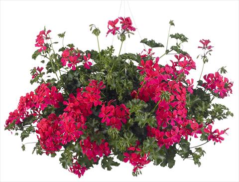 Foto de variedad de flores para ser usadas como: Maceta, patio, Tarrina de colgar Pelargonium peltatum Grand Idols® Neon Pink
