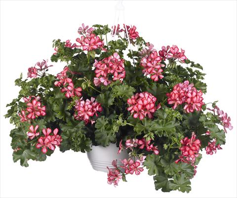 Foto de variedad de flores para ser usadas como: Maceta, patio, Tarrina de colgar Pelargonium peltatum Grand Idols® Red Bicolor