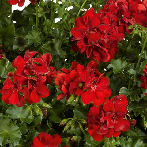 Foto de variedad de flores para ser usadas como: Maceta, patio, Tarrina de colgar Pelargonium peltatum pac® Ruby Rosso vivace