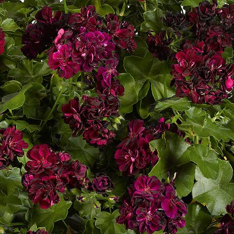 Foto de variedad de flores para ser usadas como: Maceta, patio, Tarrina de colgar Pelargonium peltatum pac® Tommy Rosso borgogna scuro