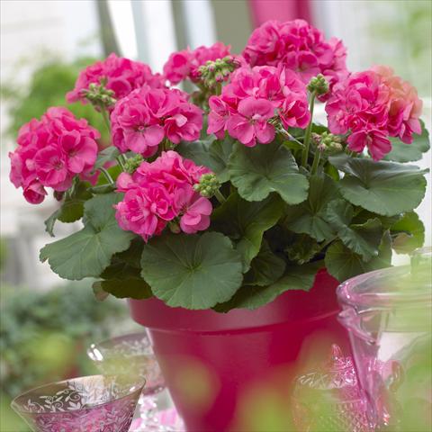 Foto de variedad de flores para ser usadas como: Patio, Maceta Pelargonium zonale Master Idols® Coral