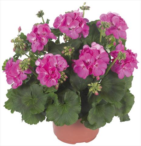 Foto de variedad de flores para ser usadas como: Patio, Maceta Pelargonium zonale Master Idols® Pink