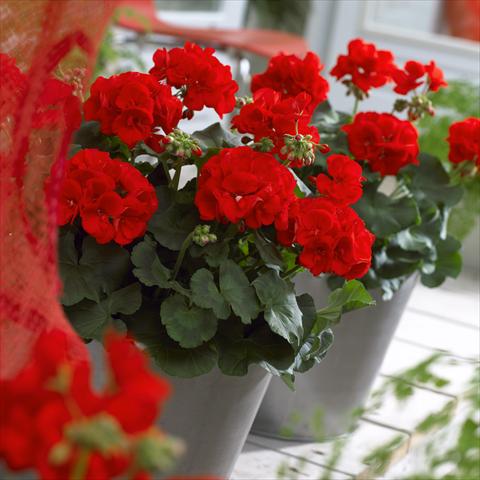 Foto de variedad de flores para ser usadas como: Patio, Maceta Pelargonium zonale Master Idols® Scarlet Red