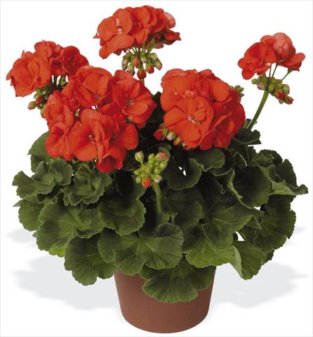 Foto de variedad de flores para ser usadas como: Patio, Maceta Pelargonium zonale pac® Schocking Orange